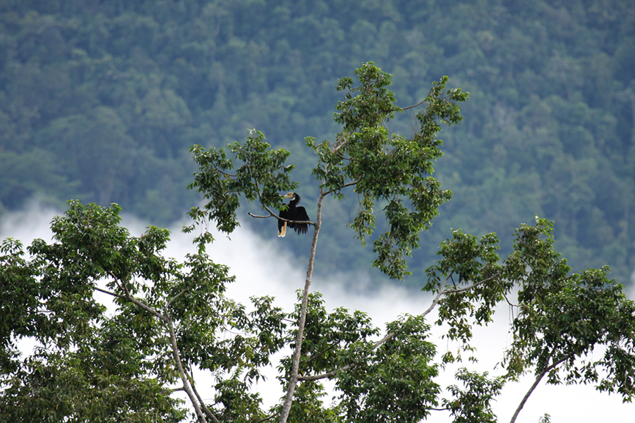 Api Lima Hornbill