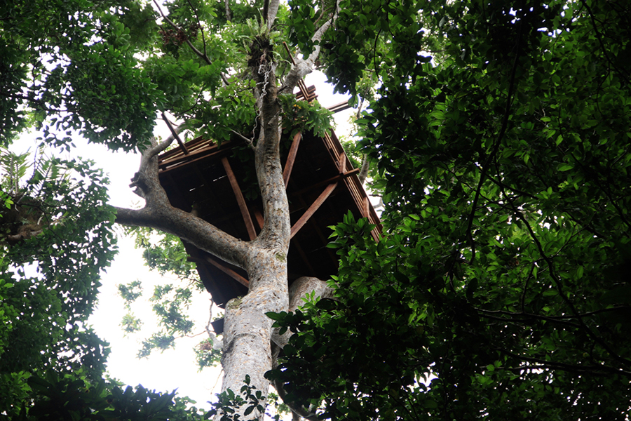 Canopy Platform Trips