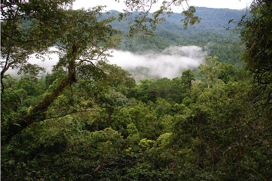 Canopy Platform View