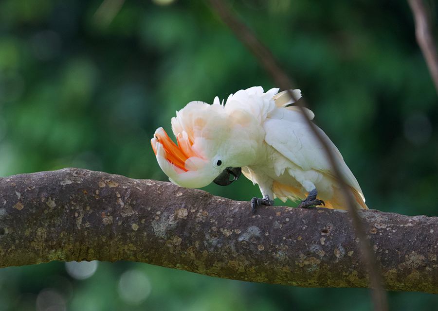 Seram (Moluccan) Cockatoos