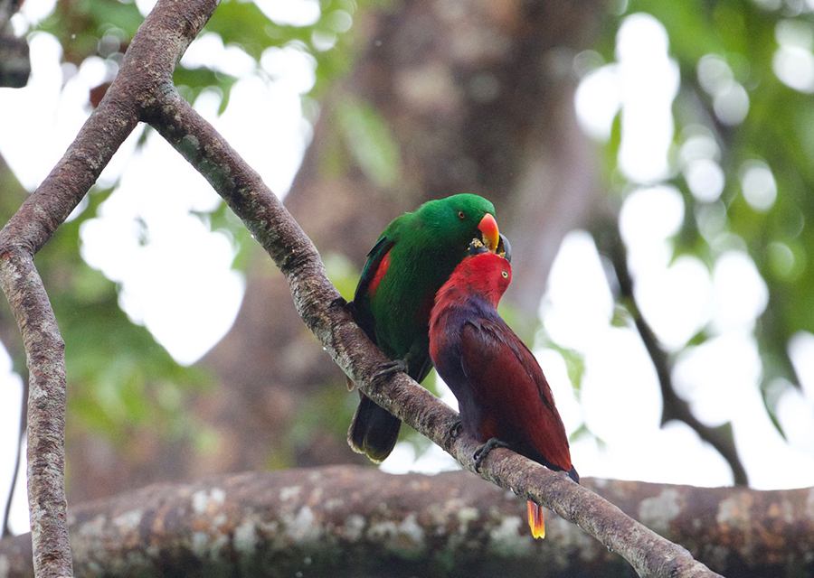 Eclectus Parrots