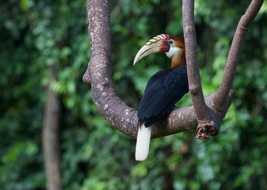 Hornbill