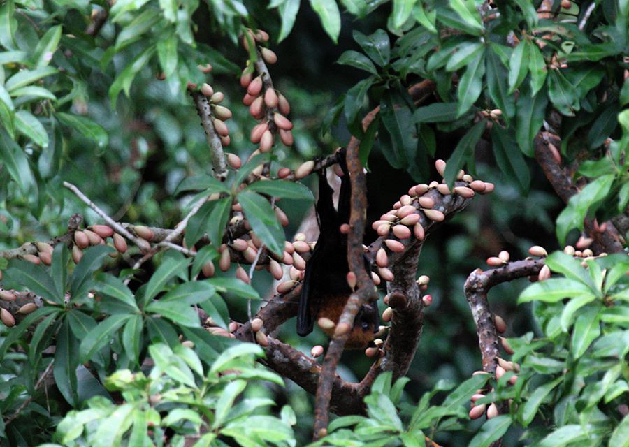 Moluccan Flying Fox