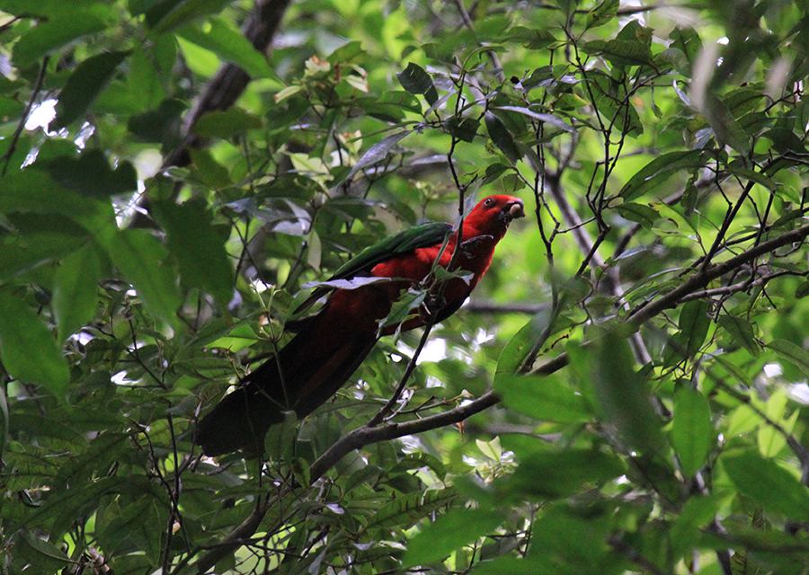 Moluccan King Parrot